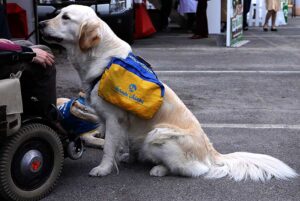 perro de servicio