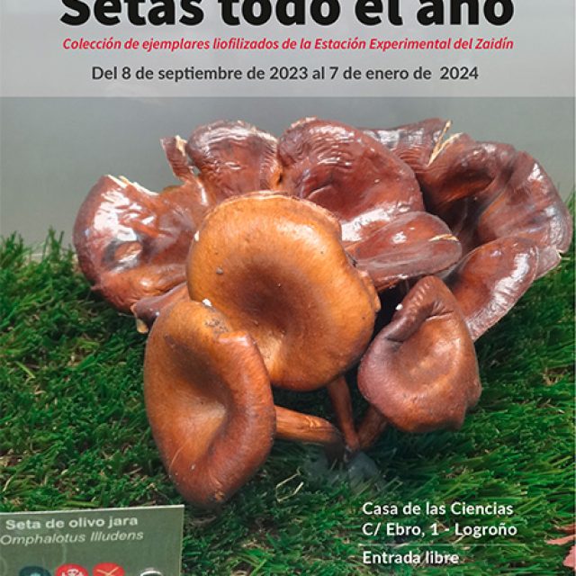 Setas todo el año