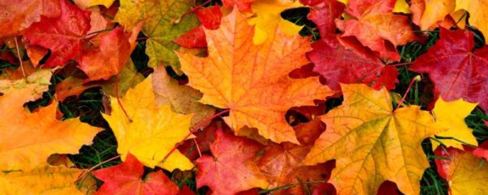 Calendario Noviembre