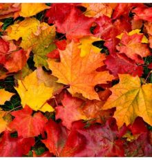 Calendario Noviembre